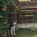 "Bă ăștia au luat-o razna! Mai bine stau eu aici cuminte..."