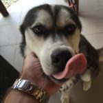 decât un cățel cu limba mare