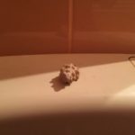 29545465744_998e8f2c63_o